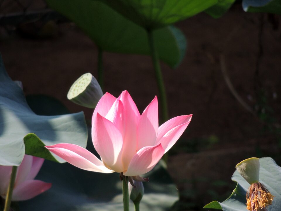 Pink water blossom