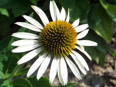 Yellow macro echinacea