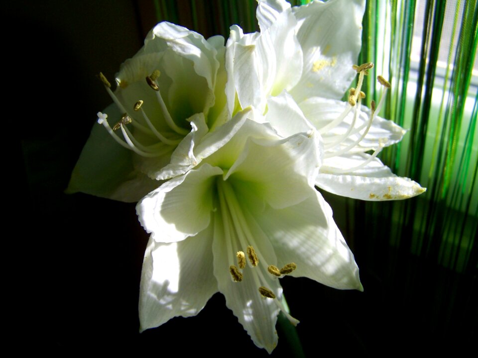 Amaryllis white flower room plant