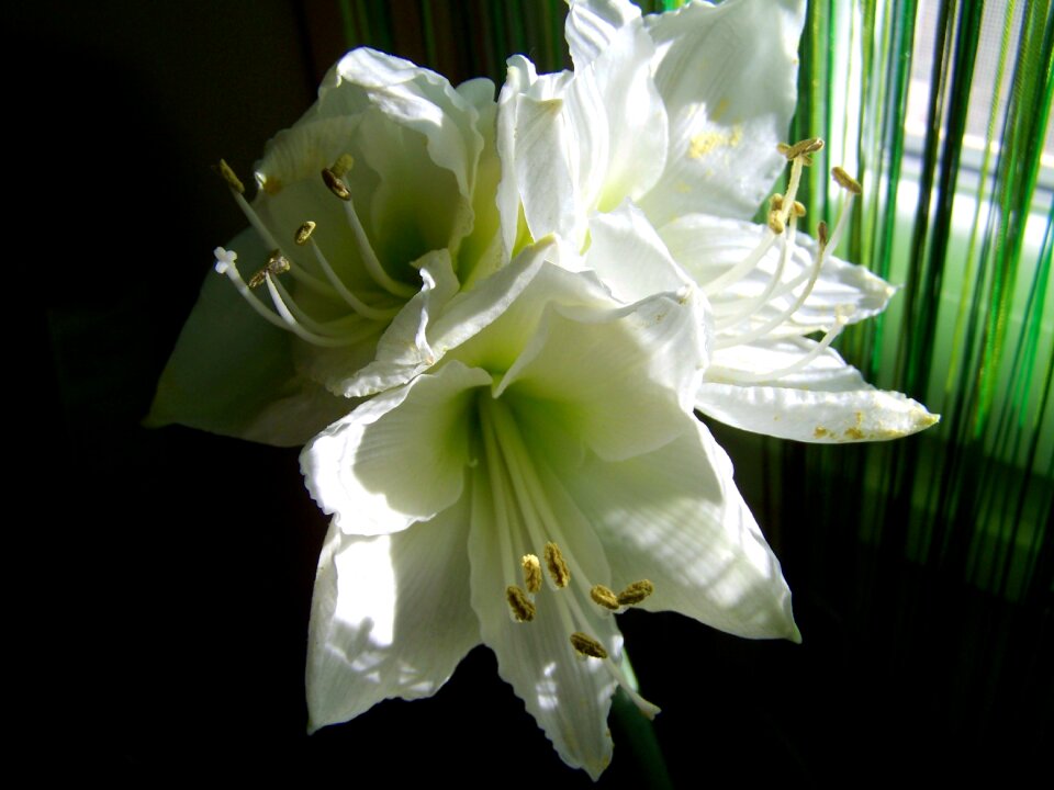 Amaryllis white flower room plant photo