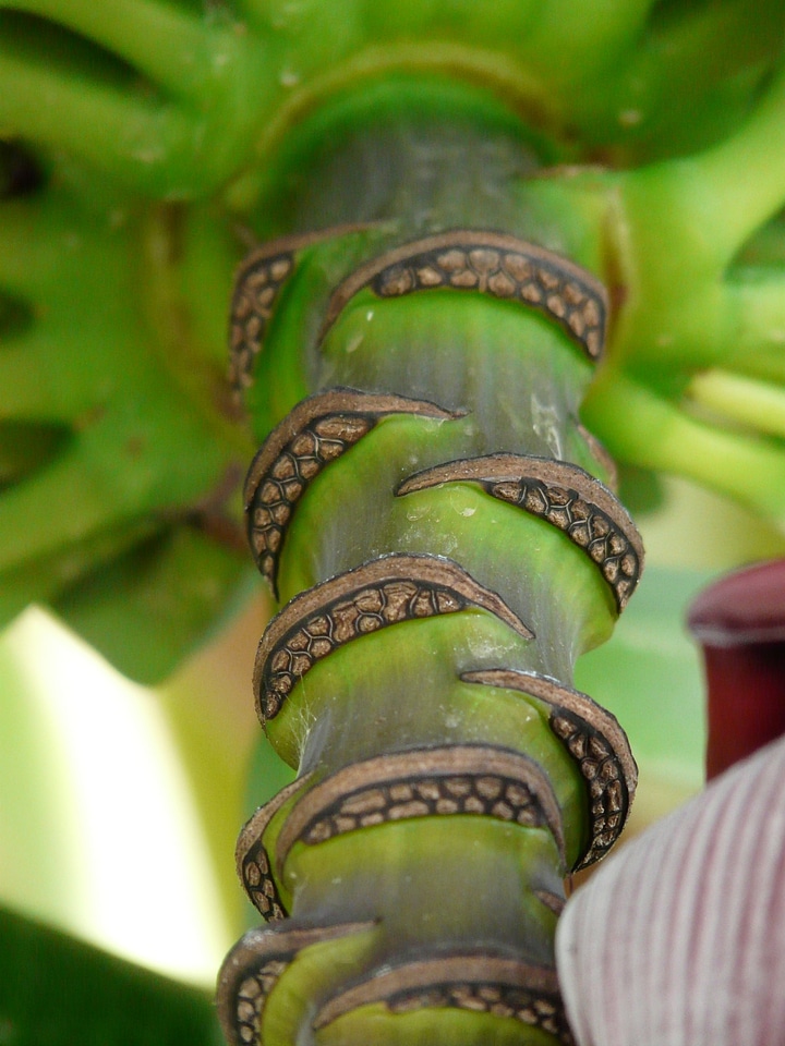 Bananas close up macro
