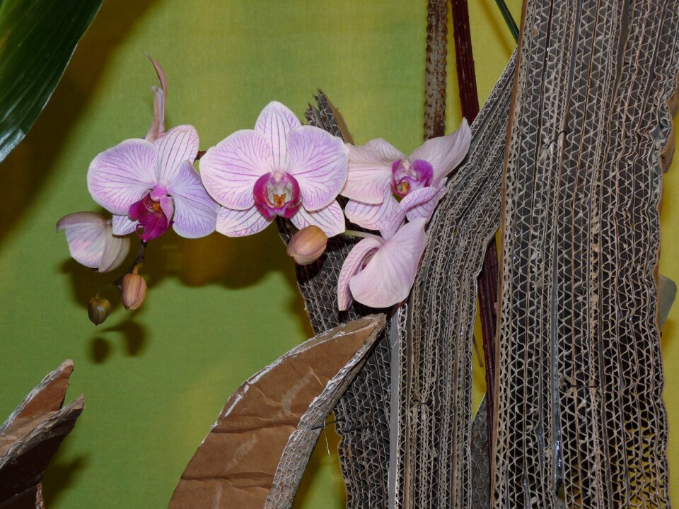 Deco plant floristisch