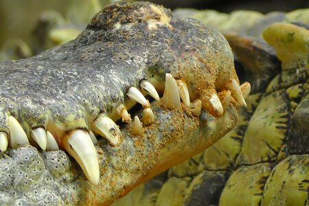 Panzer reptile lizard