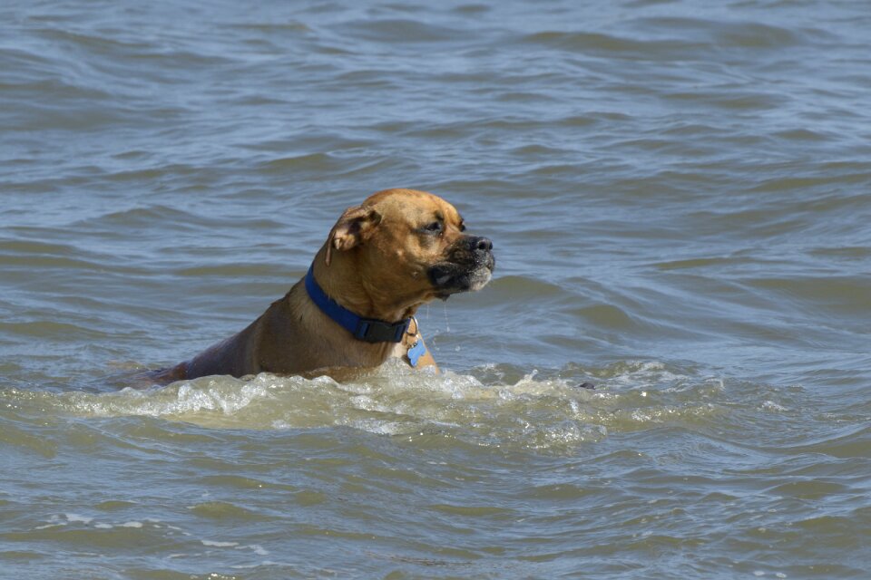 Dogs sea grace under water