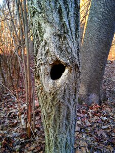The bark nature trunk
