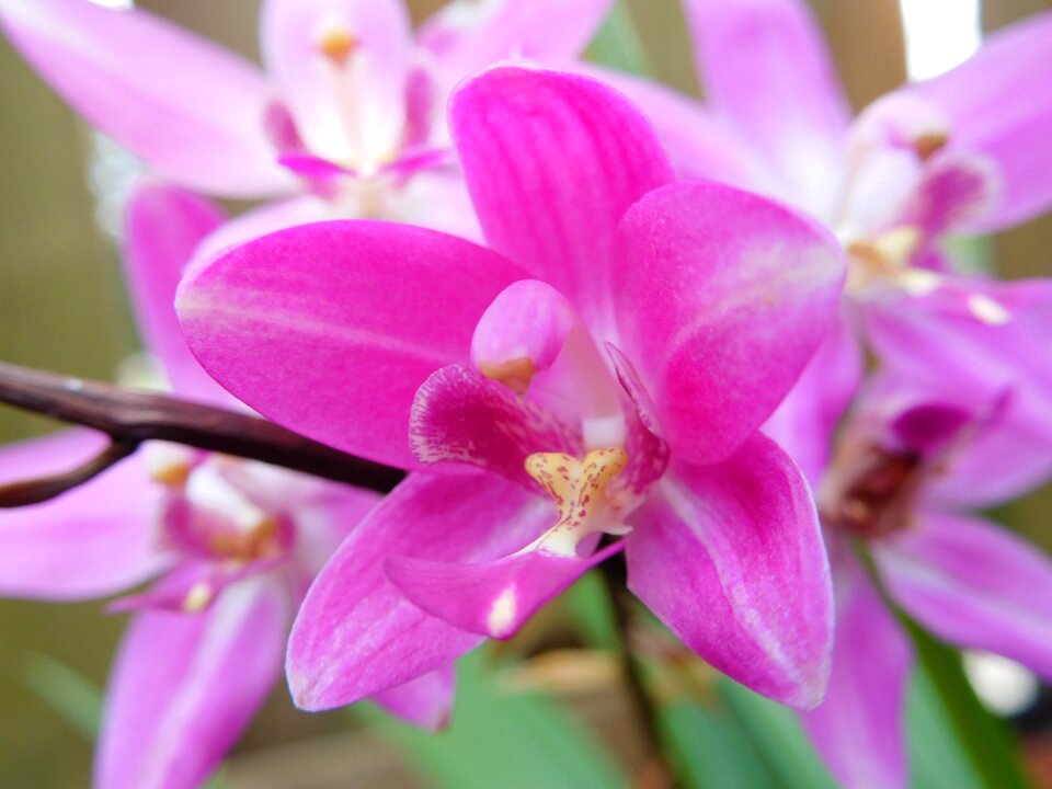 Ground orchid tropical plant