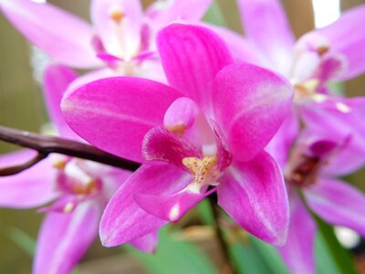 Ground orchid tropical plant photo