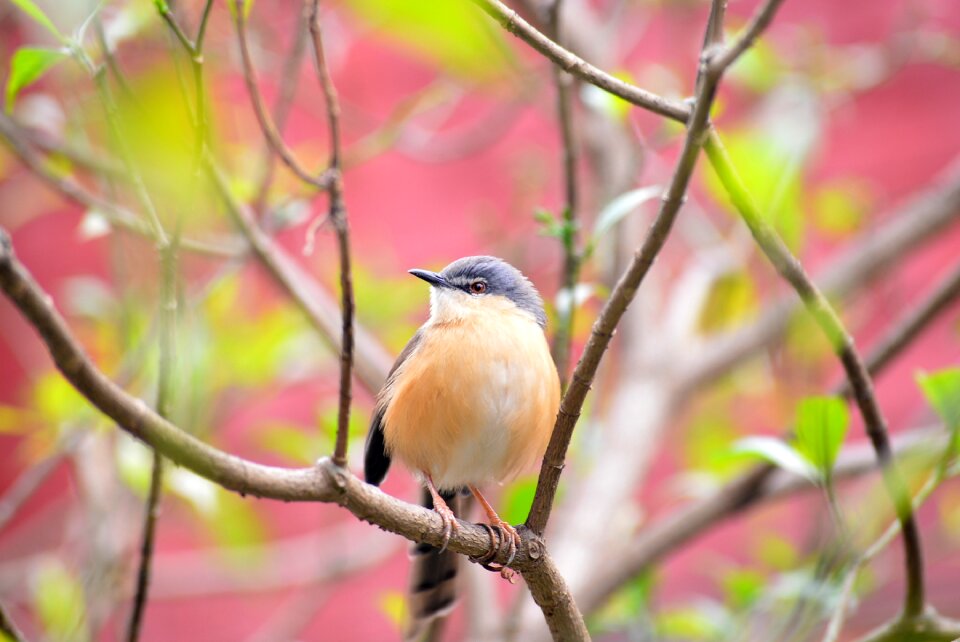 Animals cute prinia