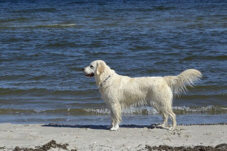 Golden retriever dogs grace of golden heathland