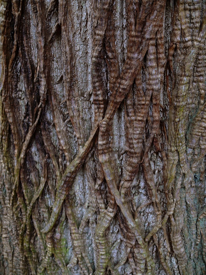 Wood woodland plant