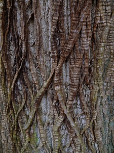 Wood woodland plant