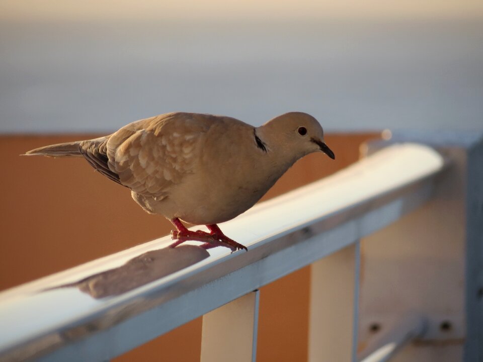 Canary islands bird honey