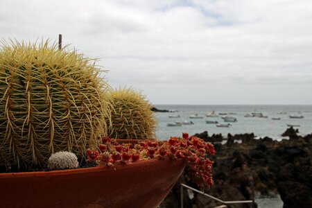 Prickly spiky