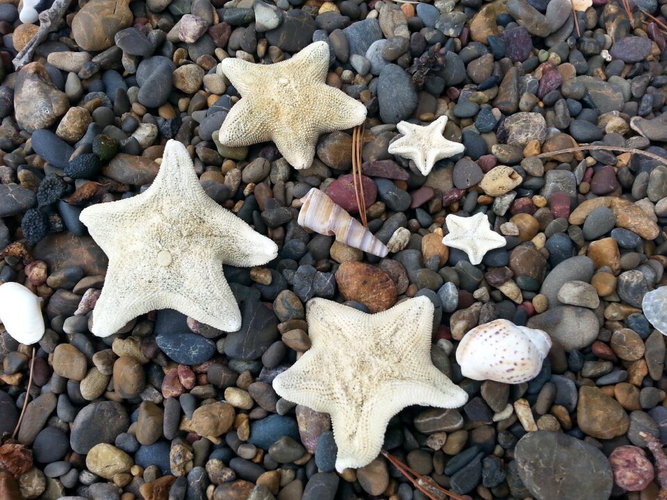 Coast nature shell