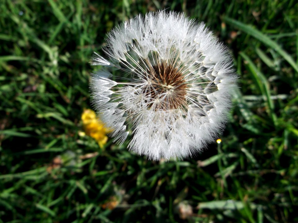 Dandelion composites Free photos
