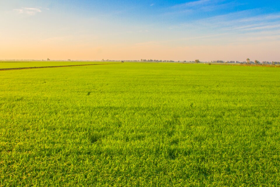 Cornfield field farmland