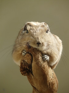 Mammal animal fauna
