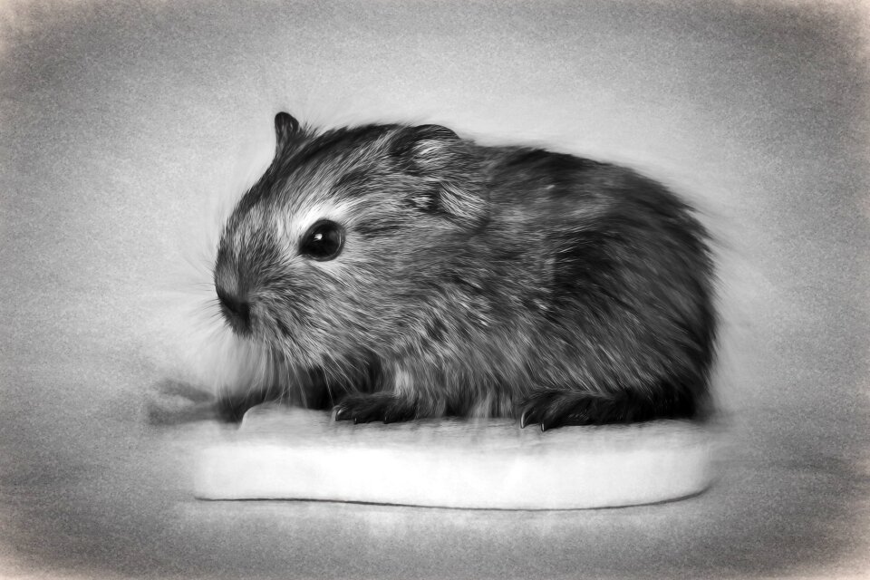 Baby guinea pigs animal pet