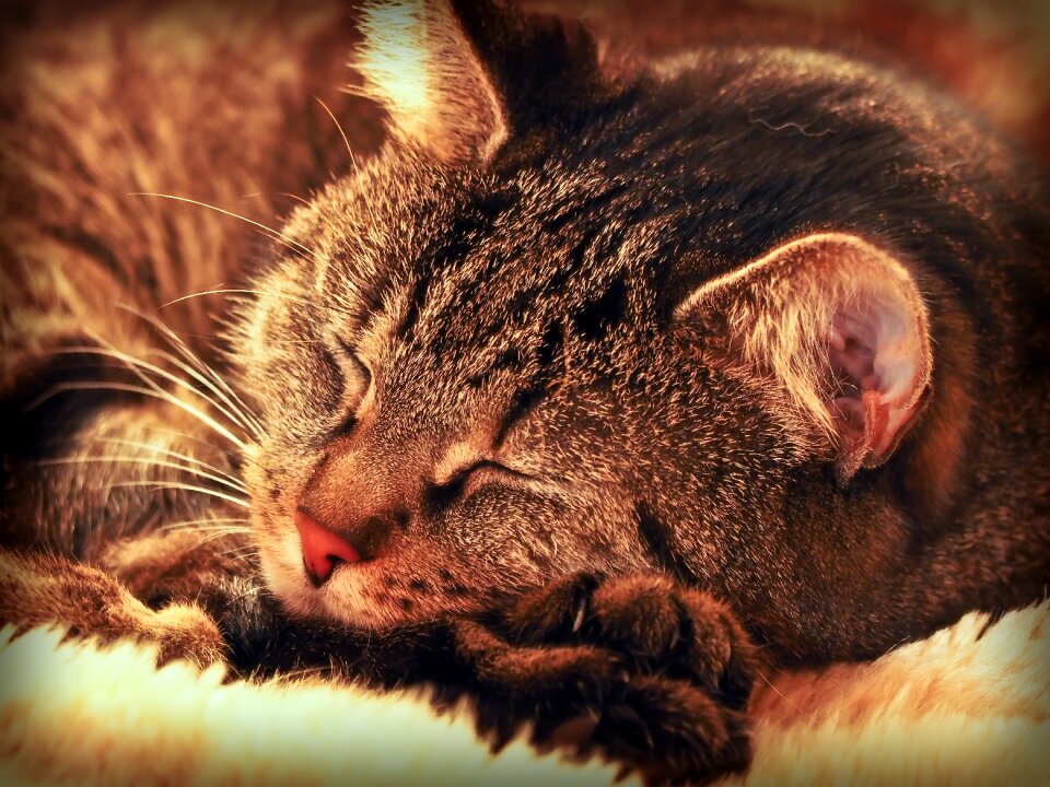 Domestic cat sleep rest photo