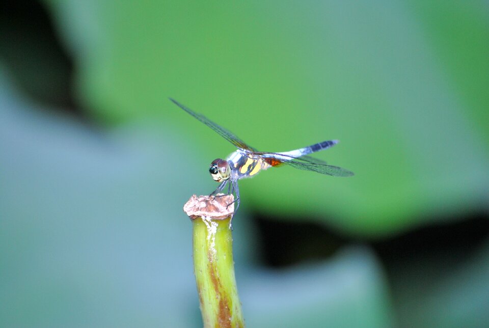 Macro insect properties