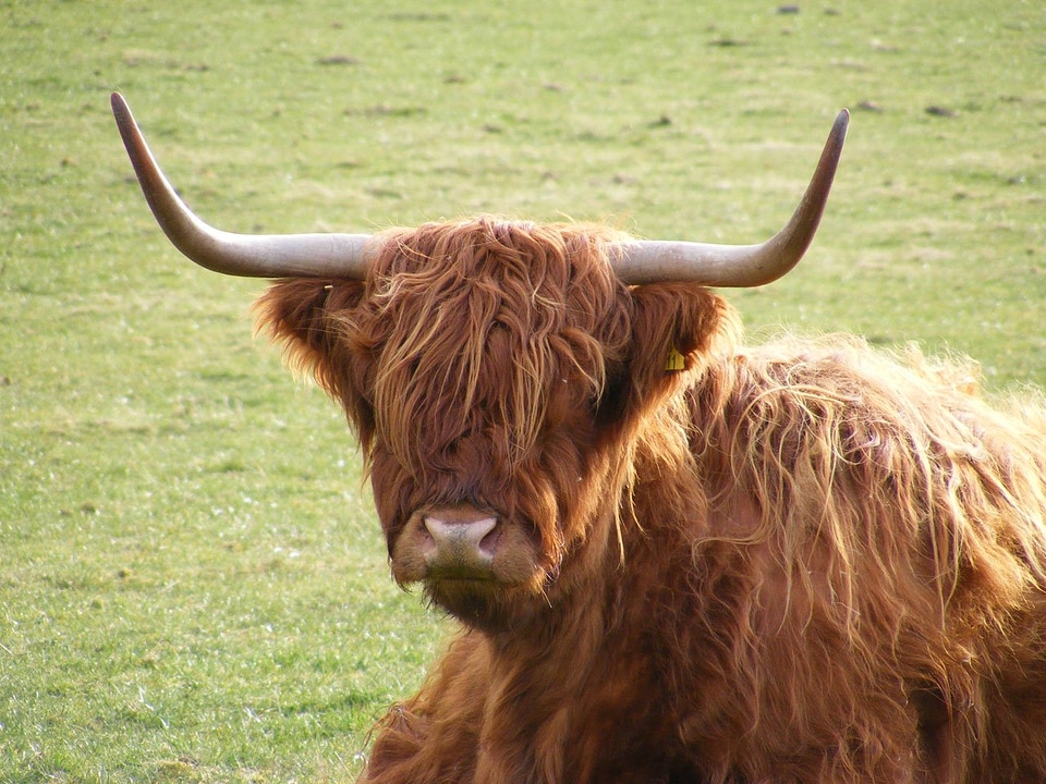 Grass cattle field