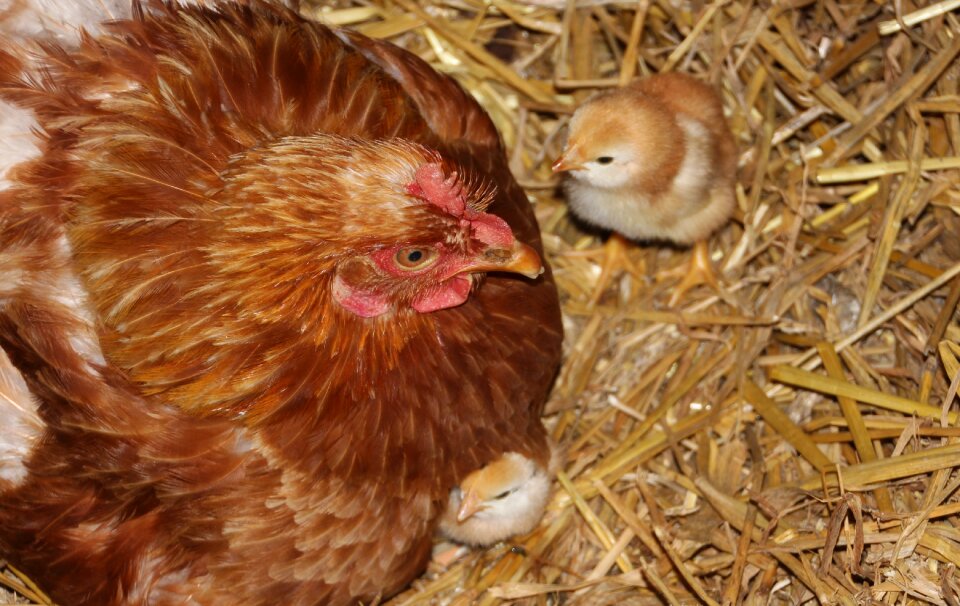 Poultry charming animal