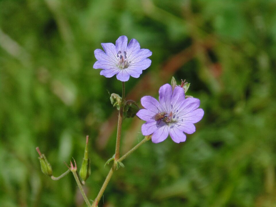Nature uludað flowers