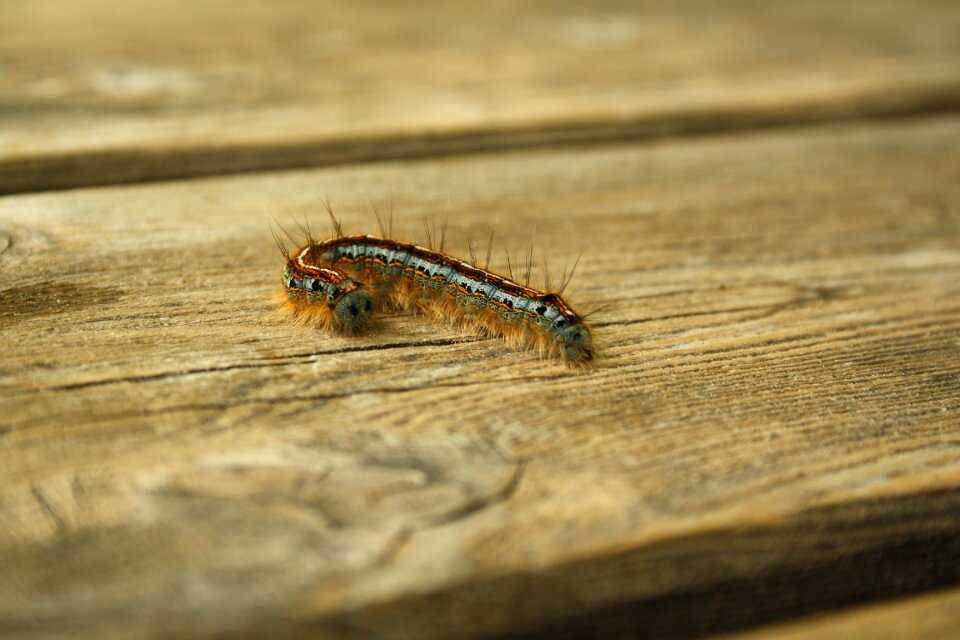 Hairy macro fluffy photo