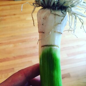 Organic face