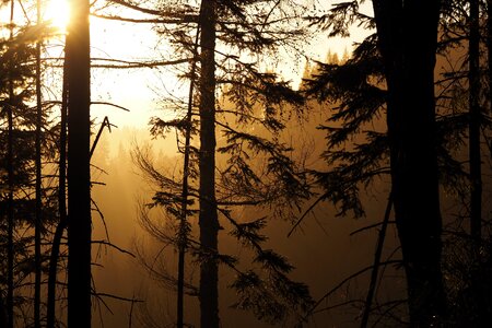 Winter forests fog photo