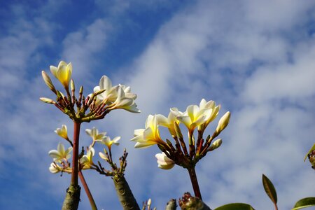 White bali blue sky