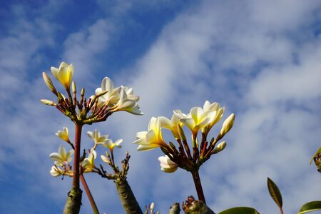 White bali blue sky photo