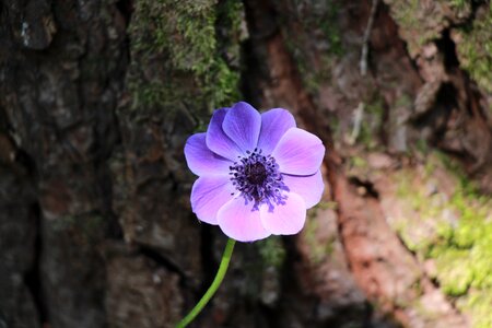 Bloom close up purple flower