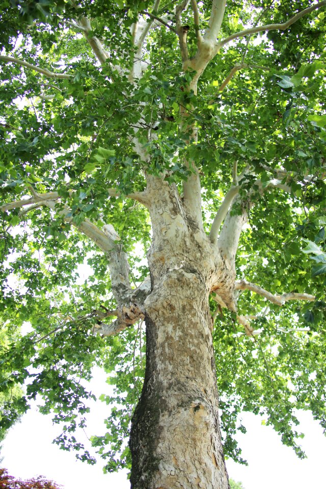 Trunk green leaves summer