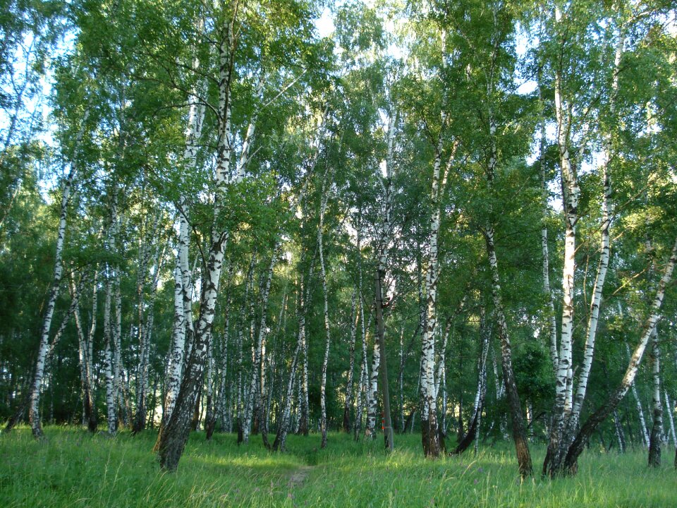 Summer nature trees
