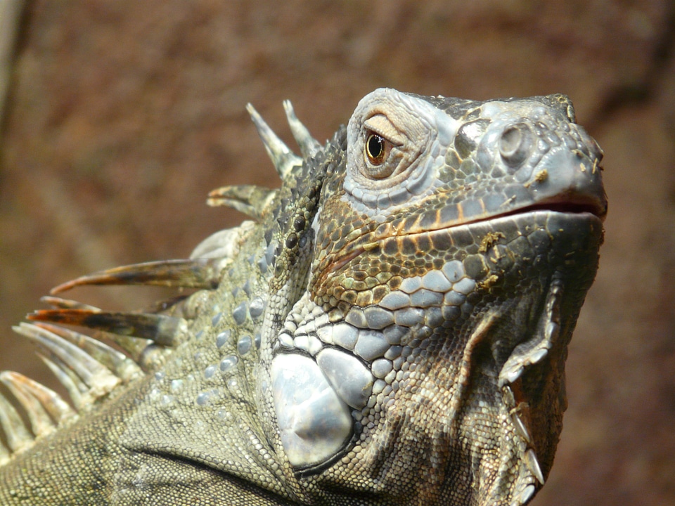 Kaltblut reptile animal photo