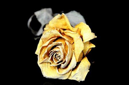Yellow flower nature