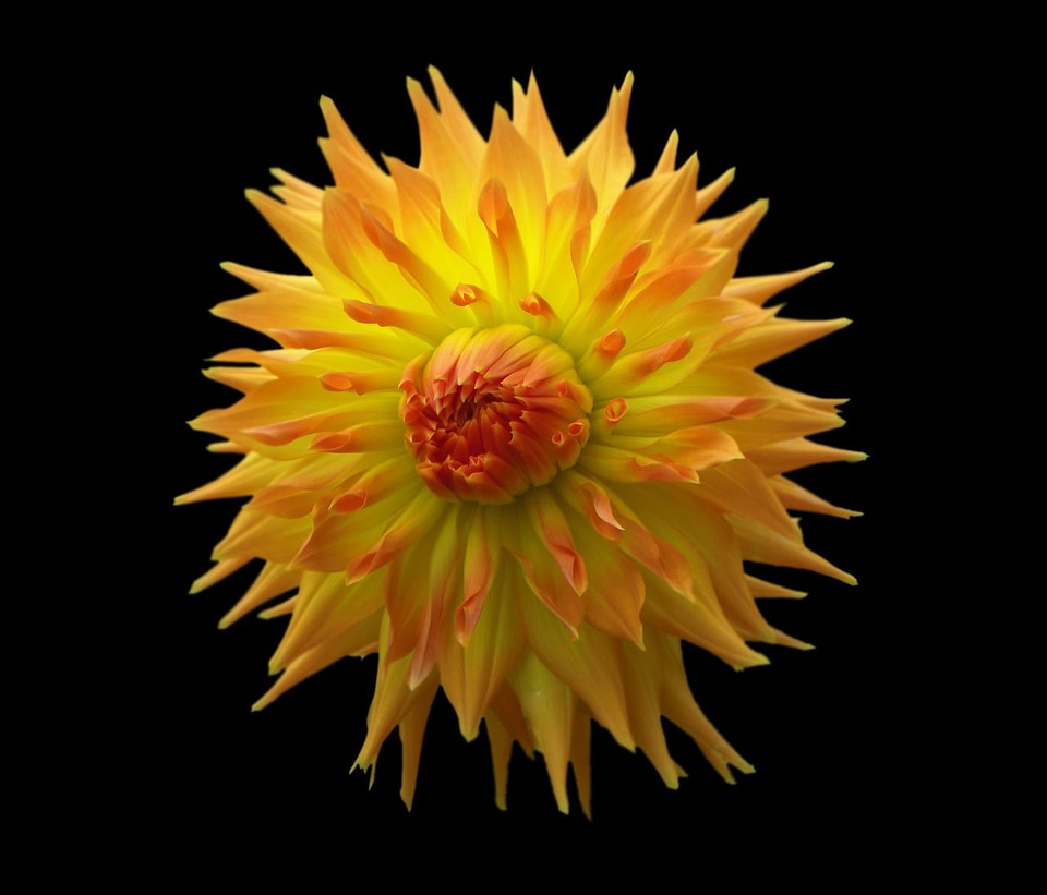 Yellow bright isolated