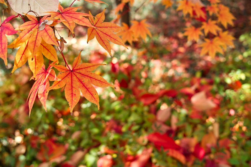 Autumn leaves break street