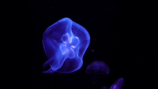 Blue marine life sea animal photo