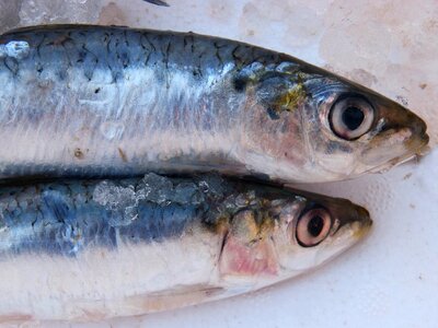 Fish fresh fresh fish