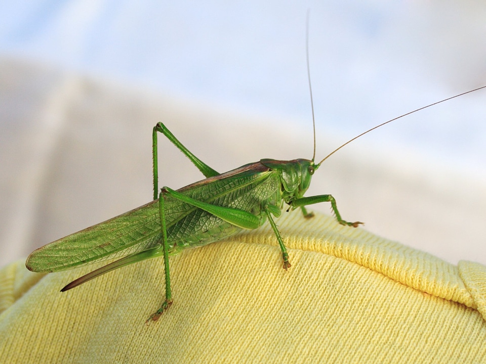 Cricket detail fauna