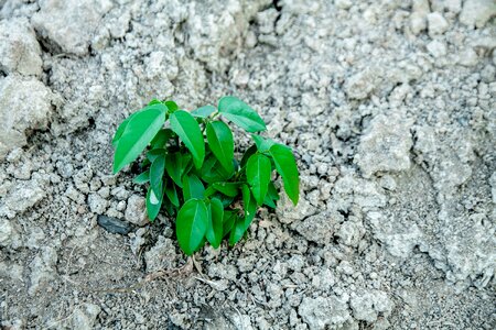 Arid sprout unlike koh