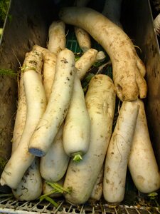 Radishes vegetables roots photo