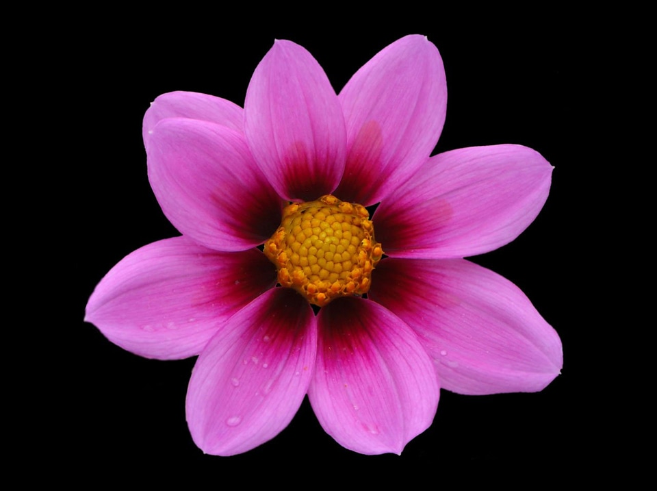 Black pink purple
