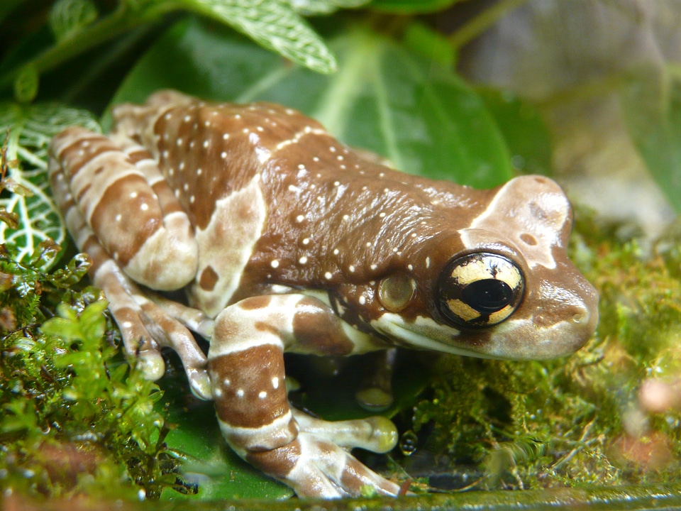 Amphibian frog toad tree frog