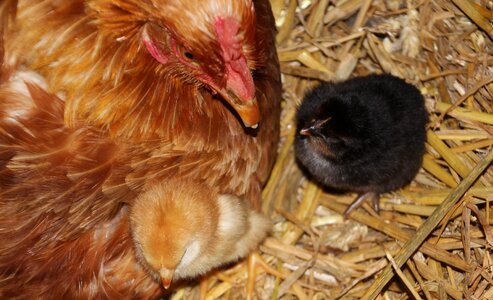 Cute animal poultry photo