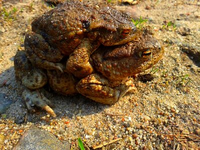 The frog animal amphibian photo