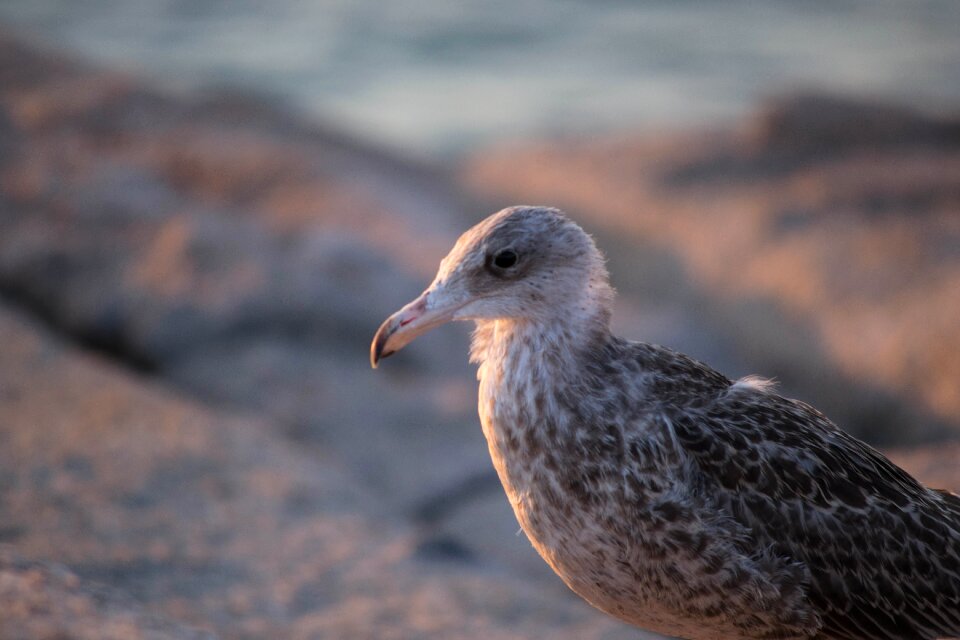 Sea beak flight