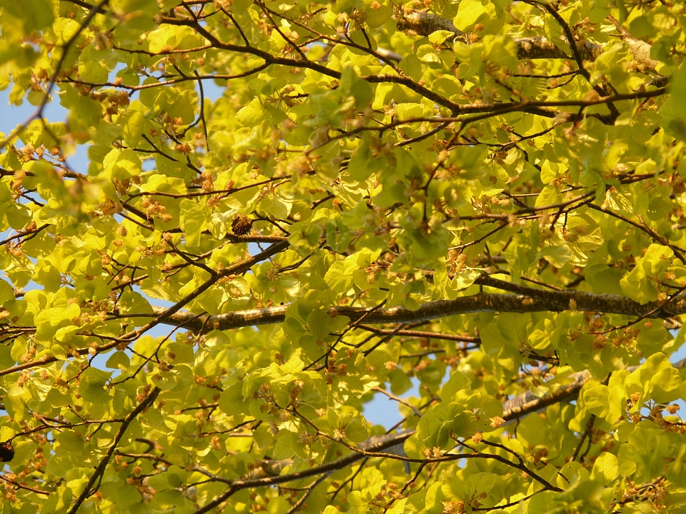 Tree leaves inflorescence